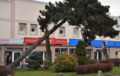 Zdjęcie do Na ratunek sośnie czarnej - powstanie stelaż ochronny