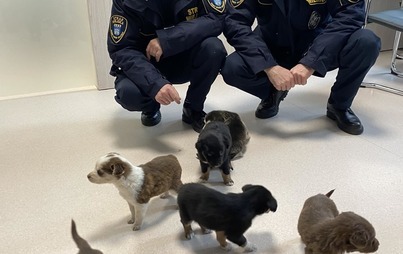 Zdjęcie do Psiaki uratowane!